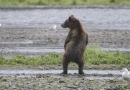 Το νηστικό αρκούδι δεν χορεύει